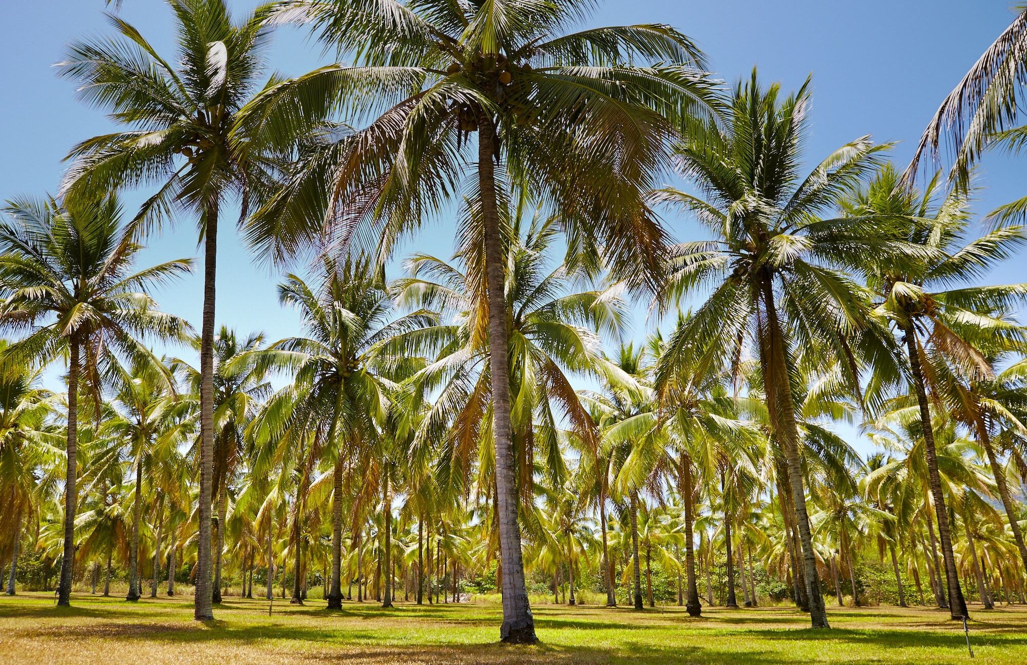 Thala Beach Nature Reserve Port Douglas Exteriér fotografie